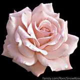 ToxicSnowRose from fansly
