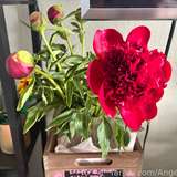 AngelsCunt from fansly