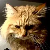 NekoForest from patreon