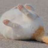 hagi from fanbox