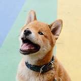 Tofupupper from patreon